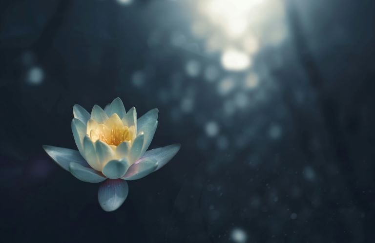 lotus flower floating in a sea of nothingness, representing deep meditation states