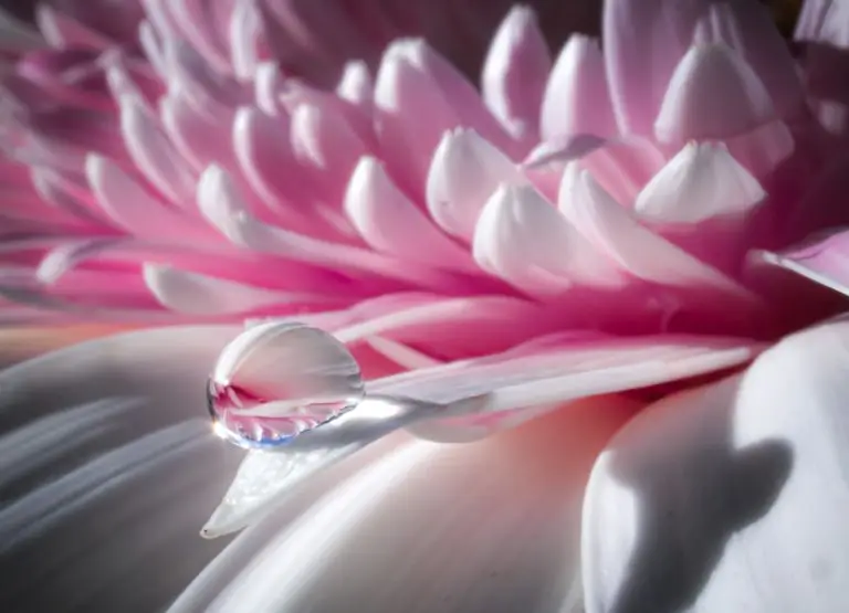 chrysanthemum flower with a drop of water on one of the petals