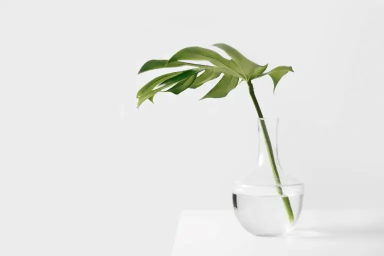 minimalist image of plant leaf in a clear vase