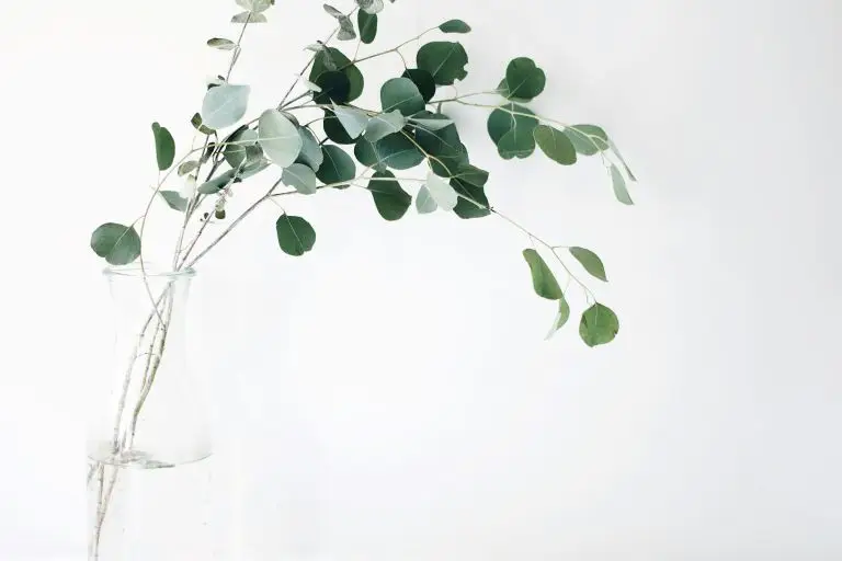 minimalist image of plant leaf in a clear vase