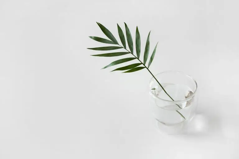 minimalist image of plant leaf in a clear vase