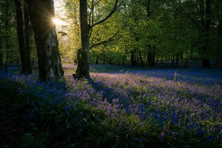 flowers in a woodland glade