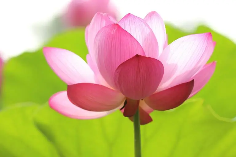 Pink lotus flower on a bed of green leaves