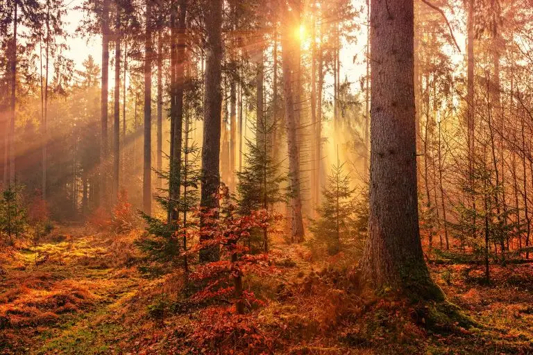 Sunlight through forest in autumn.