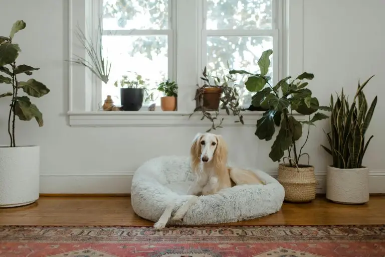 dog relaxing in basket