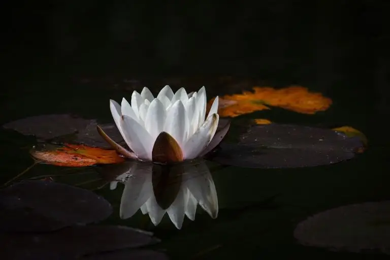 guide to meditation using a flower