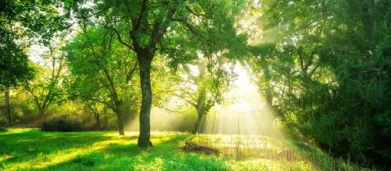 trees, sunlight with Nature and Spiritual Wisdom